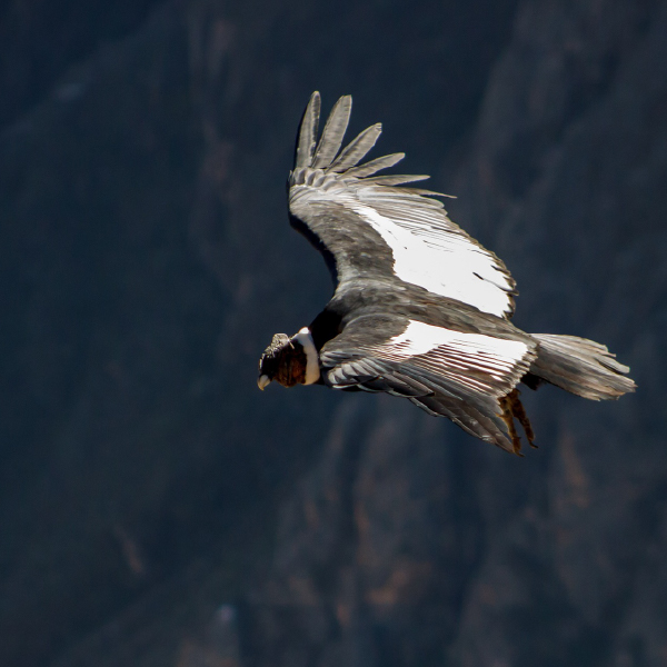 Condor Cross and Colca Canyon